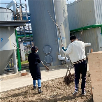 2022年3月植树活动