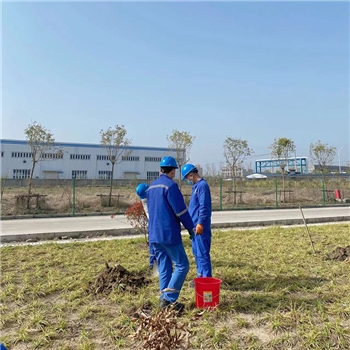 2022年3月植树活动