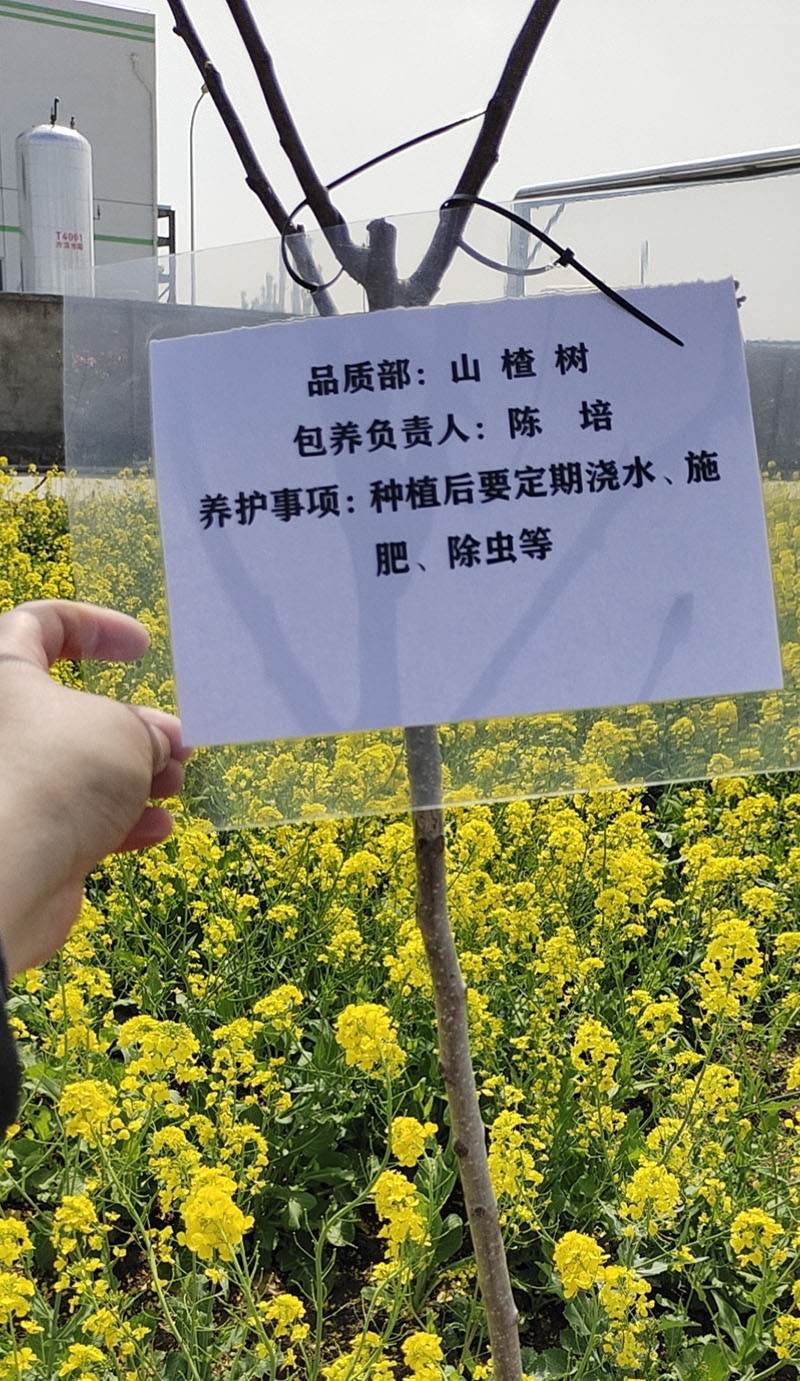 2022年3月植树活动
