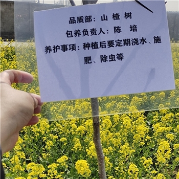 2022年3月植树活动
