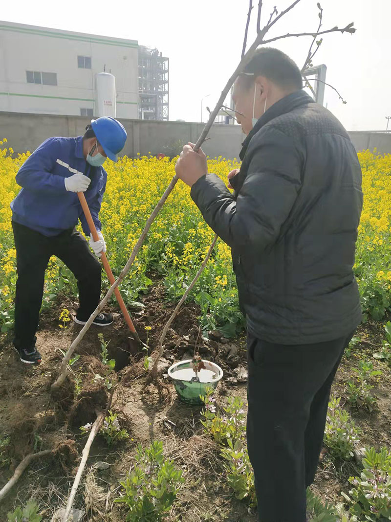 2022年3月植树活动