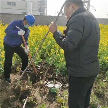 2022年3月植树活动
