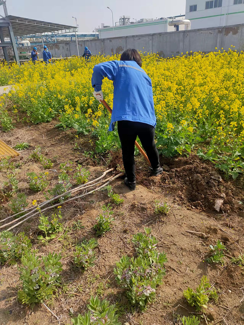 2022年3月植树活动
