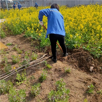 2022年3月植树活动