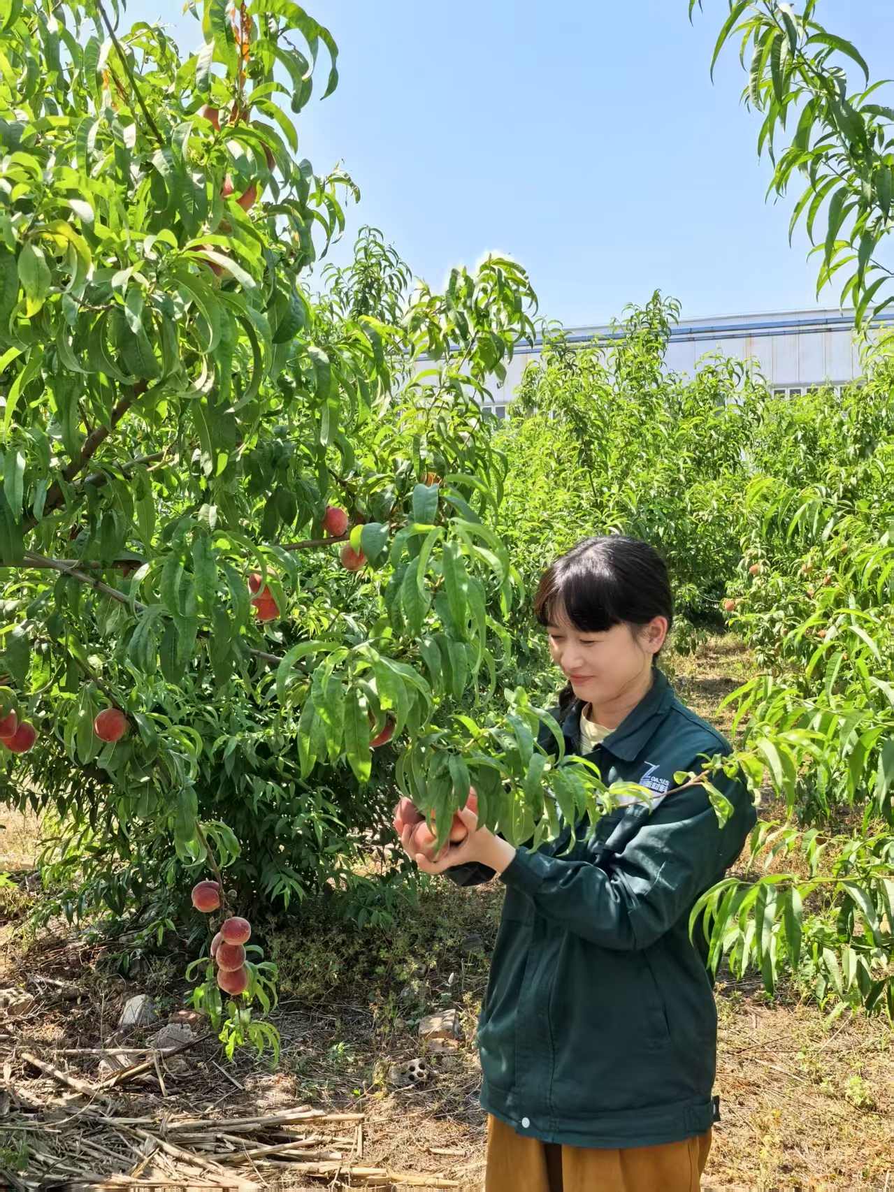2025年6月绿洲桃园采摘活动